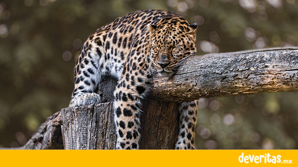 El jaguar se convierte en especie protegida de América Latina