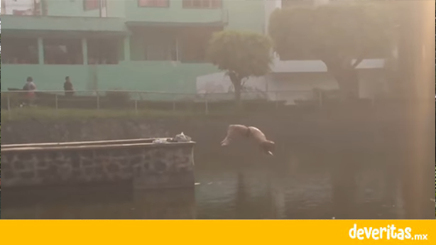 “Clavadista” en Los Lagos, se lanza al agua por tanto calor