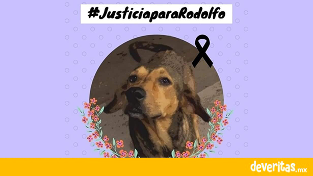 ¡Justicia para Rodolfo Corazón!, el perrito asesinado brutalmente en Sinaloa