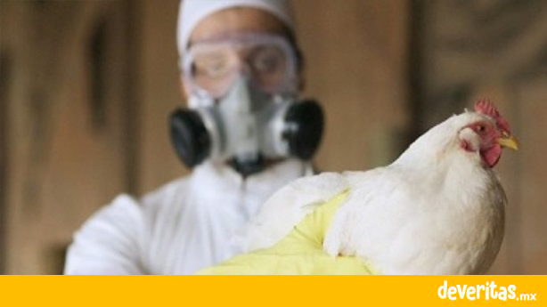 Detectan primer humano contagiado de gripe aviar H10N3