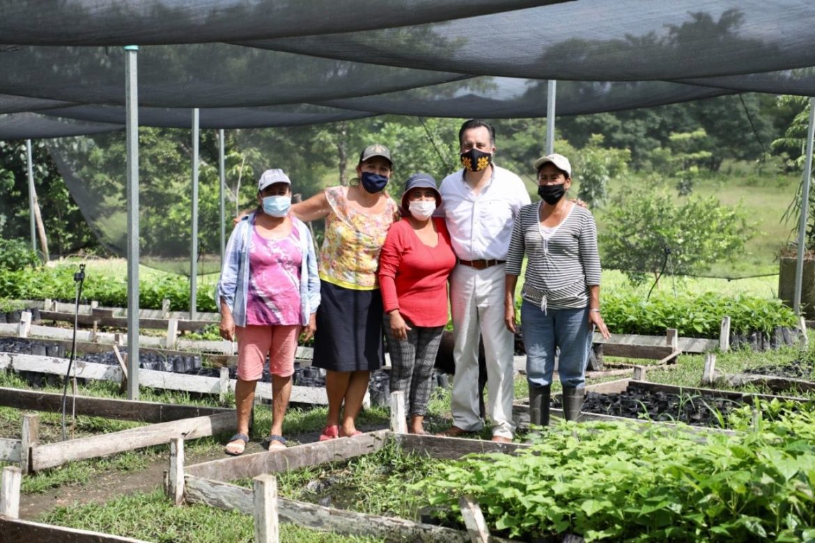 Programa Sembrando Vida genera miles de empleos en zonas rurales de Veracruz: Cuitláhuac