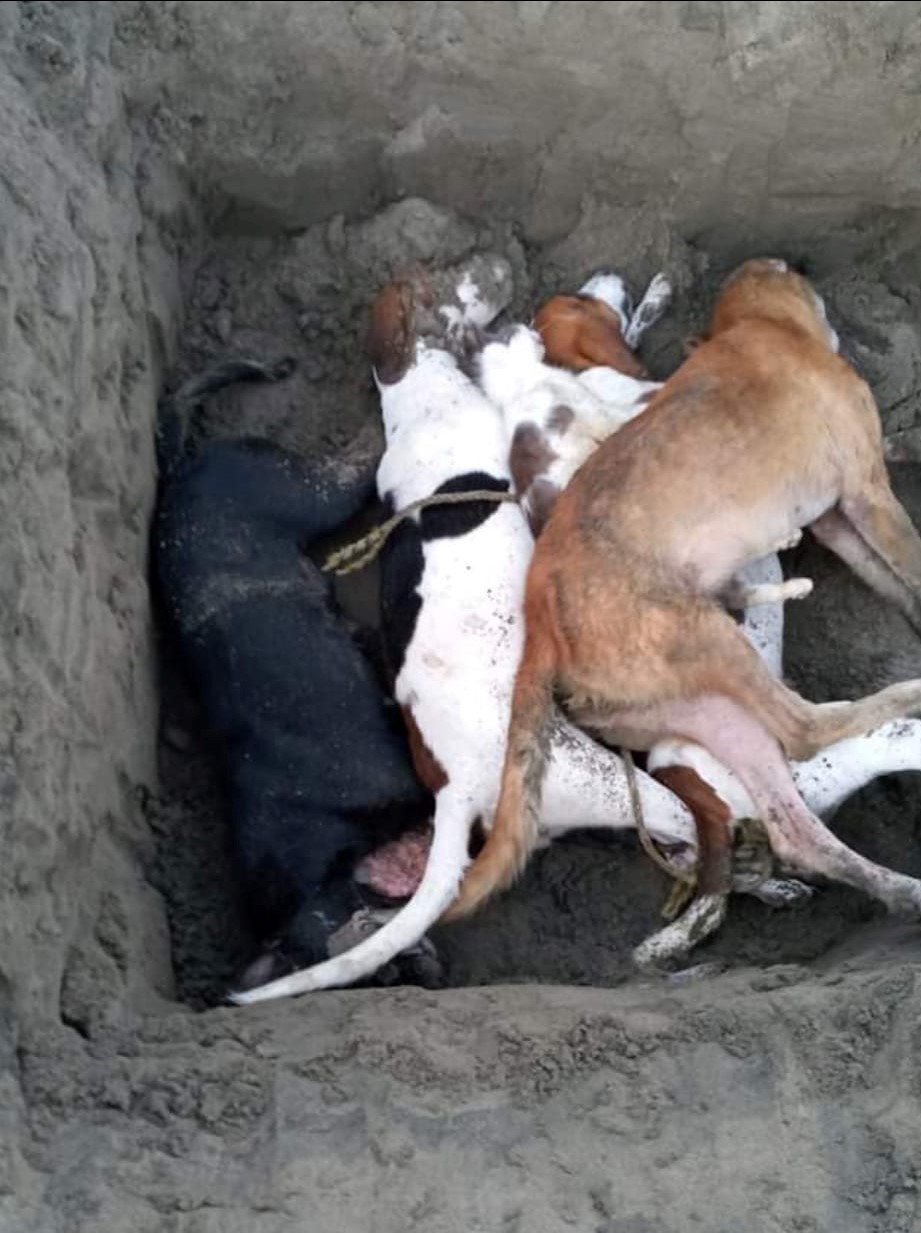 Ocurrió matanza de perros y gatos en las playas de San Andrés Tuxtla, los envenenaron