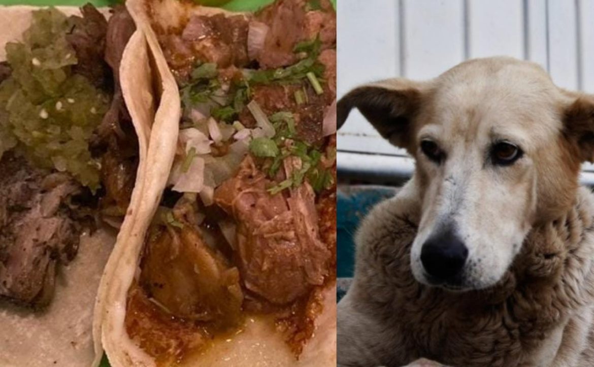 Por vender carne de “suaperro” a taquerías vinculan a proceso a dos viejitos por maltrato animal