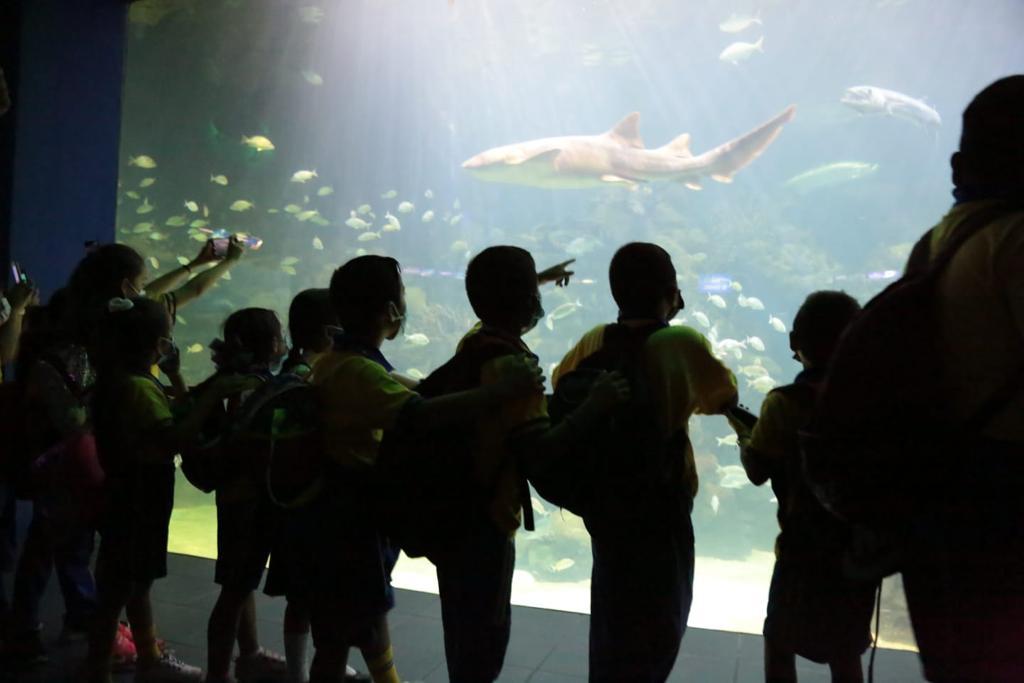 Así recibió el Aquarium de Veracruz a sus primeros visitantes