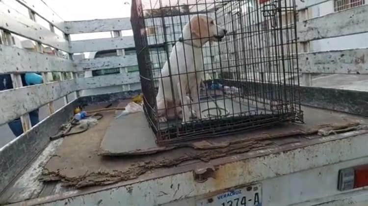 Rescatan a perrito que era golpeado por su dueño en Veracruz Puerto