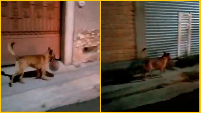 De terror, captan a perro con cabeza humana en el hocico en Zacatecas
