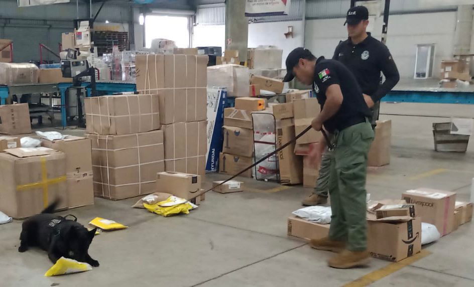 Compañía K-9 detecta envío de paquetes con marihuana