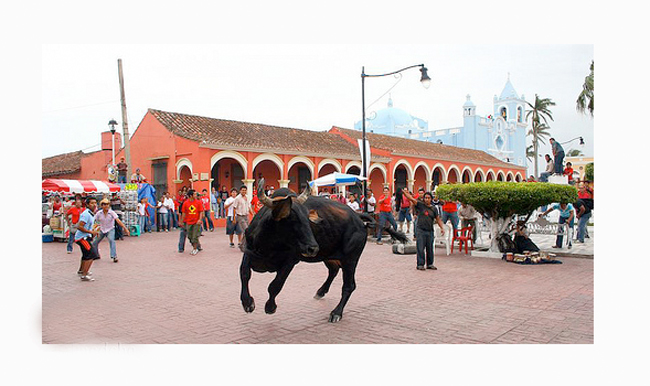 Multas de hasta 24 mil por maltratar a los toros en Fiestas de la Candelaria en Tlacotalpan