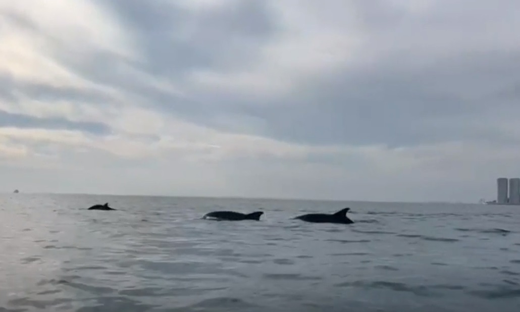 Cada vez son más frecuentes los avistamientos de delfines en Veracruz