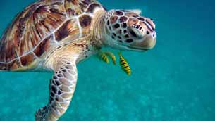 Suaaaveee… Hoy es el Día mundial de las tortugas marinas