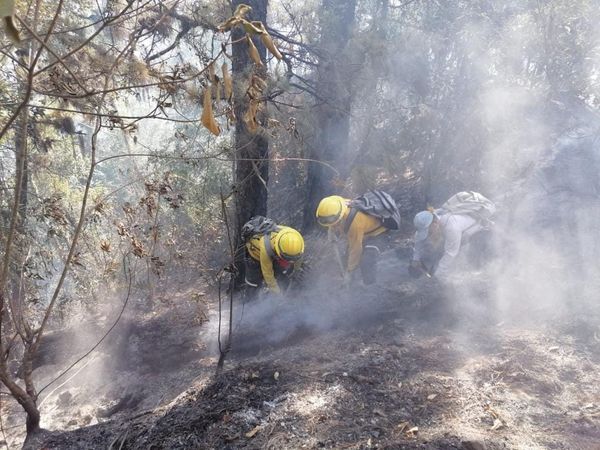 Continúan activos nueve incendios forestales en varios municipios
