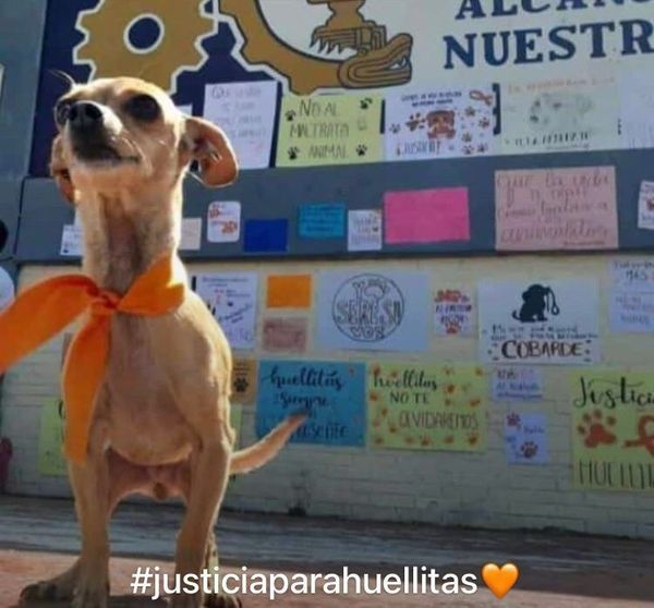 Piden justicia para ‘Huellitas’ perrito asesinado por una adolescente