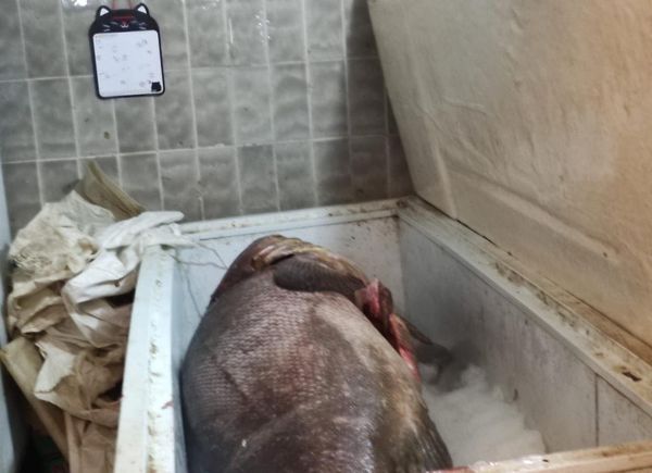 ¿En cuánto se vendió el pez cherna de casi 90 kilos capturado en Coatzacoalcos?