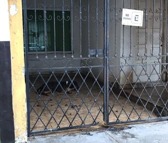 Denuncian abandono a perros ‘guardianes’ en Veracruz