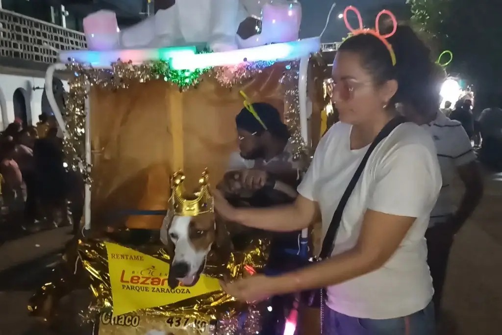 ‘Chaco’ el primer rey canino del Carnaval de Veracruz