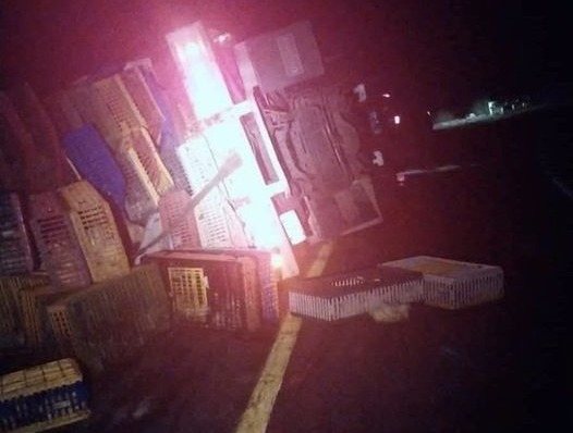 ¡No podían faltar! Rapíñenos arrasan con camión de pollos tras volcarse en La Tinaja