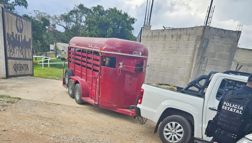 Rescatan a 16 caballos que sufrían maltr4to animal en Veracruz
