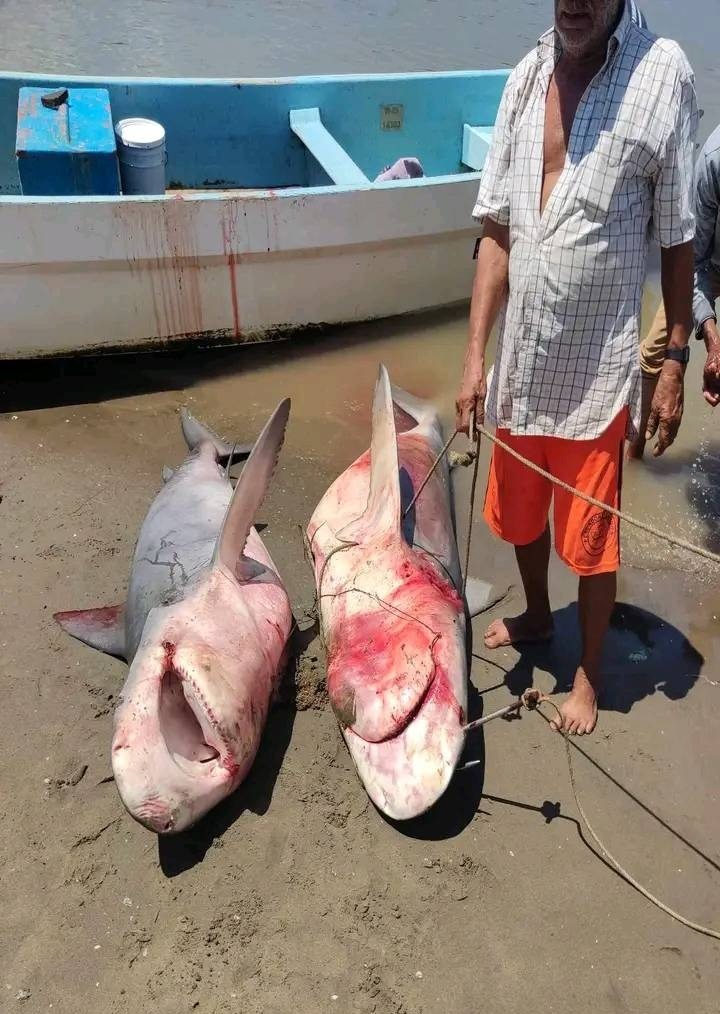 Capturan dos tiburones en Alvarado