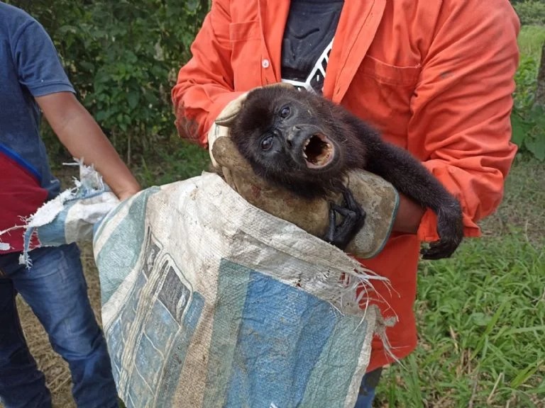 Rescatan a mono aullador que era perseguido por perros, en Veracruz
