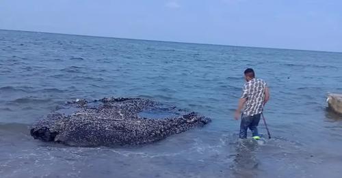 Aparecen grandes manchas y trozos de chapopote en el mar de Veracruz, denuncias pescadores