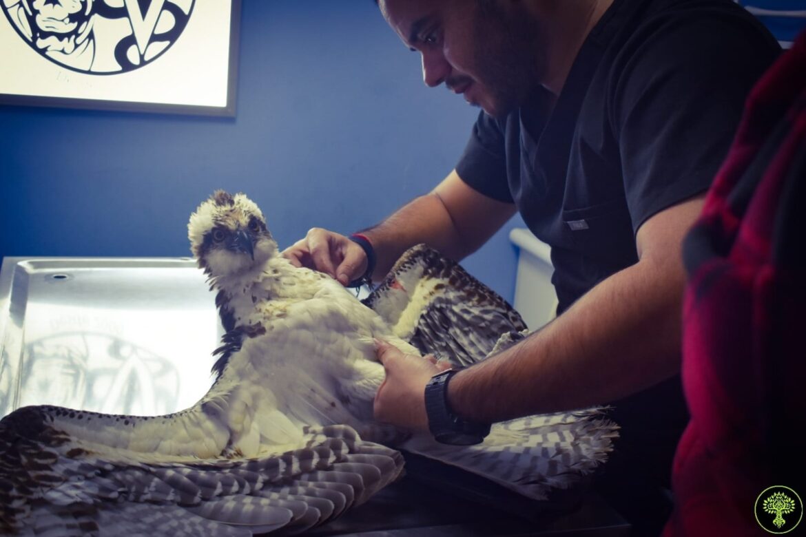 Rescatan águila Osprey en Alvarado, tenía heridas de diabolos