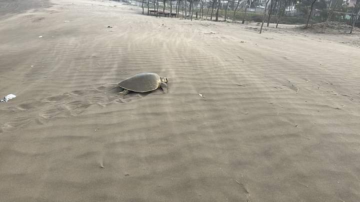 Par de tortugas llegan a poner huevos a playa de Chachalacas