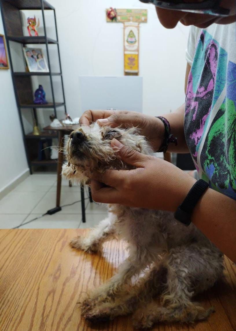 ‘Puchi’ la perrita que sobrevivió a maltrato animal en Boca del Río es rescatada